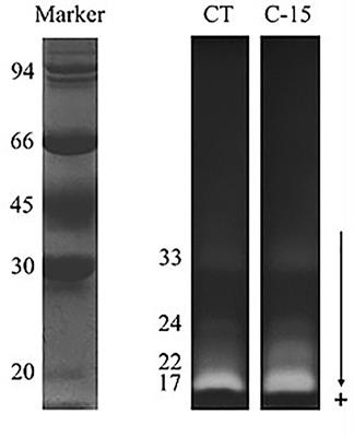 Dietary Use of the Microalga Chlorella fusca Improves Growth, Metabolism, and Digestive Functionality in Thick-Lipped Grey Mullet (Chelon labrosus, Risso 1827) Juveniles